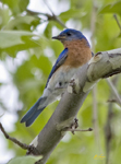 Eastern Bluebird